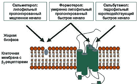 Аскорил (Ascoril) в таблетках. Цена, инструкция, как принимать, от чего помогает