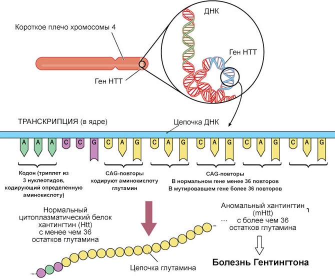 Болезнь хантингтона фото
