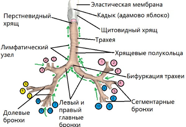 Нижние дыхательные пути гортань