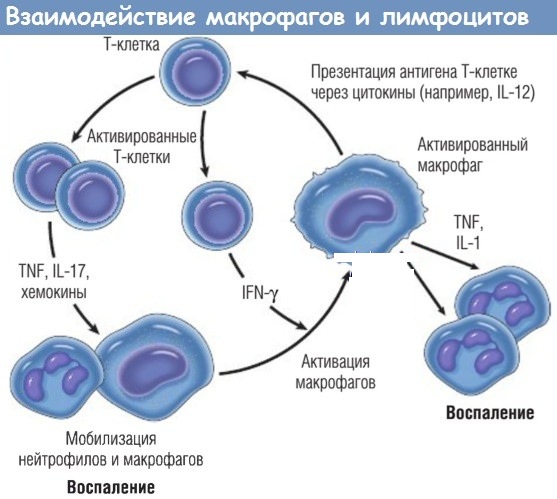 Деринат уколы фото