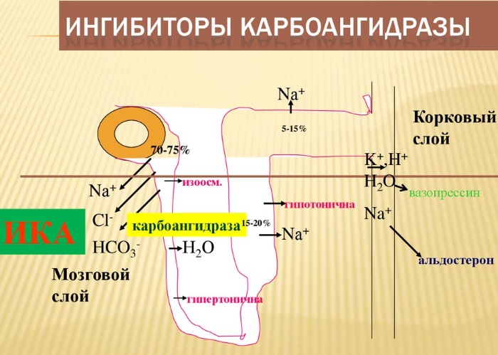 Дорзопт (Dorzopt) глазные капли. Цена, инструкция по применению, аналоги