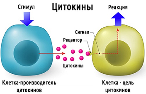 Эхинацея капли для детей. Инструкция по применению, где купить, как принимать, цена