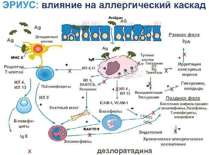 Эриус (Aerius) таблетки. Цена, инструкция по применению от аллергии, аналоги