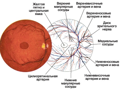 Глазное дно. Как проверяют, что показывает, норма, расшифровка