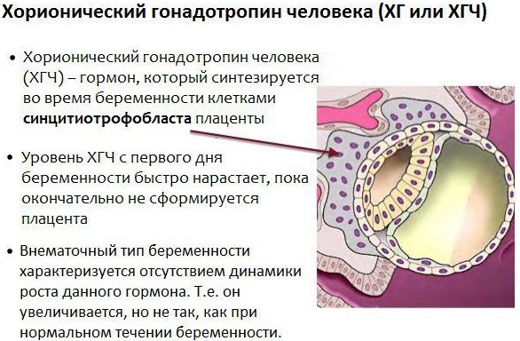 Как увеличивается ХГЧ по дням от зачатия в моче, крови после имплантации