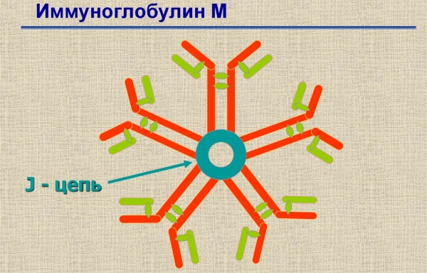 Иммуноглобулин М. Что показывает, за что отвечает, норма, что значит повышен, понижен