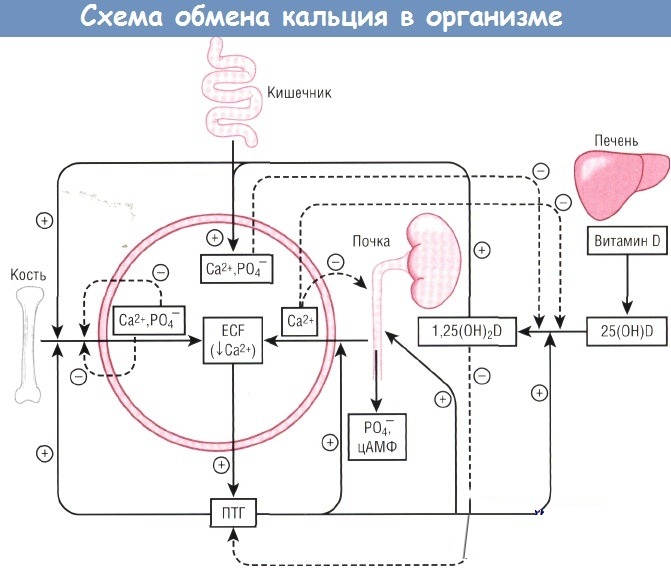 Ионизированный кальций в крови. Норма, повышен, понижен, что показывает, причины, лечение, чем опасен