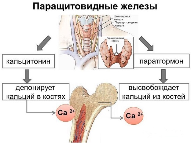 Ионизированный кальций в крови. Норма, повышен, понижен, что показывает, причины, лечение, чем опасен