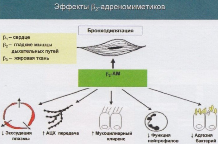 Бронхолитики. Препараты, список, что это такое, классификация, действие