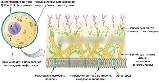 Кандибиотик (Candibiotic) ушные капли. Цена, инструкция по применению, аналоги