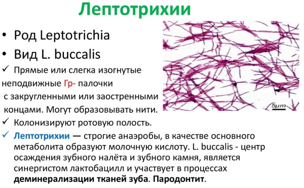 Лептотрикс в мазке. Лечение, что это такое, причины у женщин, мужчин