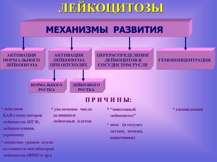 Лейкоцитоз крови. Что это такое у взрослых, ребенка, беременных, причины, лечение, последствия