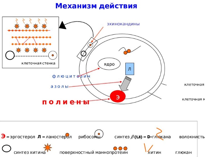 Ливарол (Livarol) при беременности 1-2-3 триместр для женщин, мужчин. Инструкция по применению, аналоги