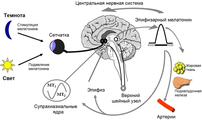 Мелатонин. Вред и польза, инструкция по применению, аналоги, где купить, цена