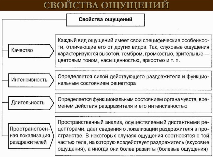 Ощущения в психологии: что это, виды, свойства, классификация, закономерности, пороги, слуховые, зрительные, интероцептивные, экстероцептивные, контактные