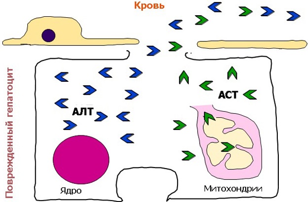 Печеночные показатели биохимического анализа крови повышены, понижены. Что это значит, нормы, причины