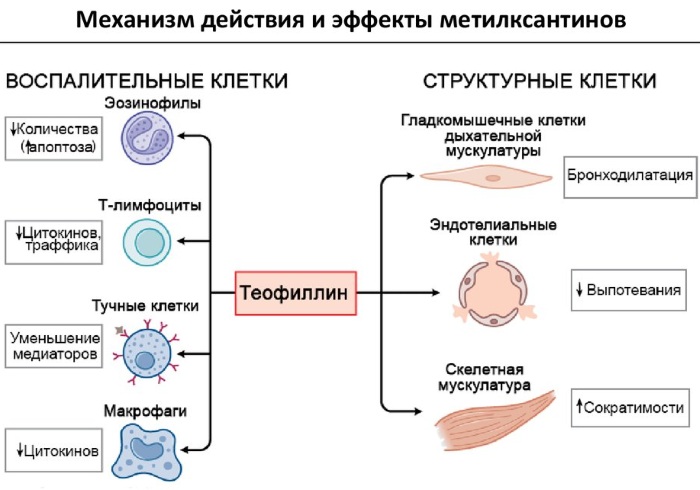 Раствор Эуфиллина (Euphyllin) для электрофореза, инъекций, ингаляций. Инструкция по применению, дозировка