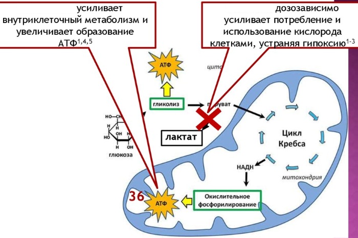 Рибоксин (Riboxin) таблетки. Цена, инструкция по применению, для чего он нужен, аналоги