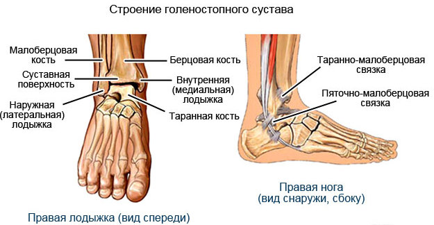 Щиколотка (лодыжка). Где находится у человека, фото, строение, что делать если опухла, болит, вывих, перелом, отек, ушиб, артроз. Симптомы и лечение