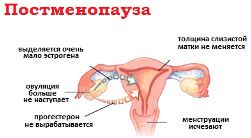 Физиологическая серозометра что это