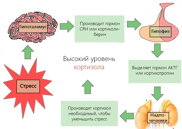 Суточная моча. Как собирать на анализ белок, сахар, кортизол, кальций