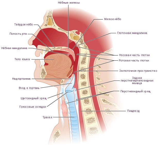 Верхние дыхательные пути. Что это такое, что включают в себя, анатомия, функции, болезни, лечение