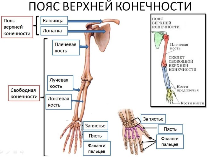 Верхние конечности человека. Анатомия: кости, мышцы, суставы, скелет, строение, функции, отделы, заболевания