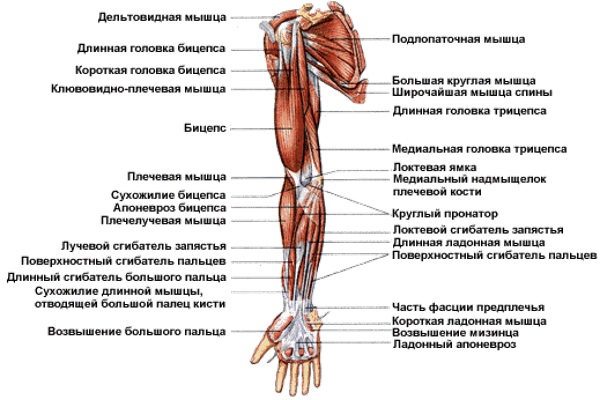 Верхние конечности человека. Анатомия: кости, мышцы, суставы, скелет, строение, функции, отделы, заболевания