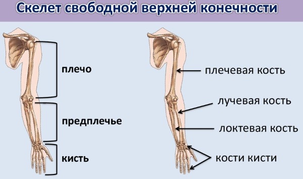 Верхние конечности человека. Анатомия: кости, мышцы, суставы, скелет, строение, функции, отделы, заболевания