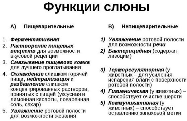 Вязкая слюна во рту. Причины, лечение народными средствами у ребенка, беременных, взрослых