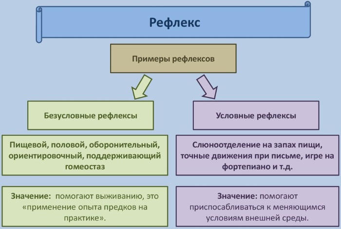 Бихевиоризм в психологии. Что это такое, представители, методы, определение, схема