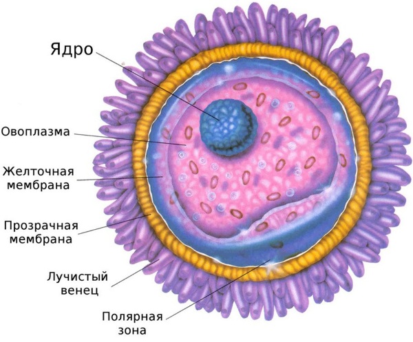 Доминантный фолликул. Что это такое, каких размеров должен быть по дням цикла, УЗИ