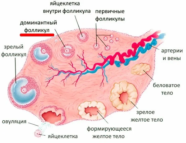 Доминантный фолликул. Что это такое, каких размеров должен быть по дням цикла, УЗИ