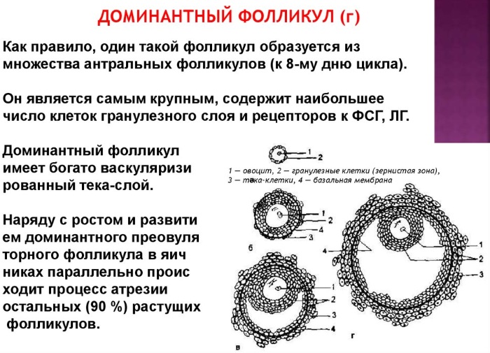 Доминантный фолликул. Что это такое, каких размеров должен быть по дням цикла, УЗИ