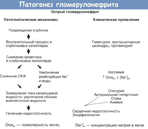 Гломерулонефрит. Симптомы и лечение у взрослых, детей, что это, рекомендации