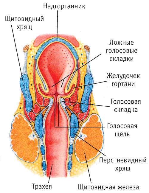 Голосовые связки. Где расположены у человека, признаки заболеваний, лечение