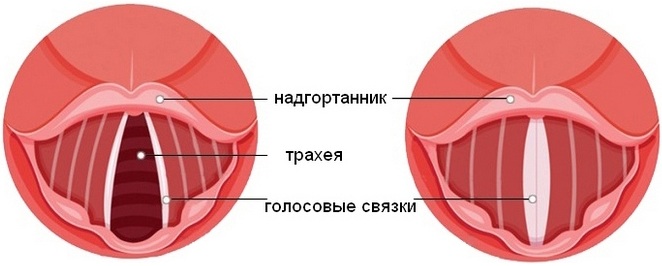 Голосовые связки человека расположены в гортани thumbnail