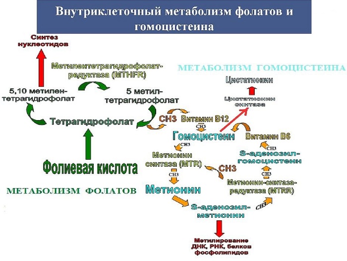 Гомоцистеин: норма для женщин, что значит повышен, понижен, симптомы, причины и лечение