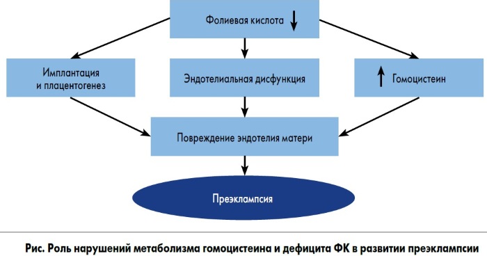 Гомоцистеин: норма для женщин, что значит повышен, понижен, симптомы, причины и лечение