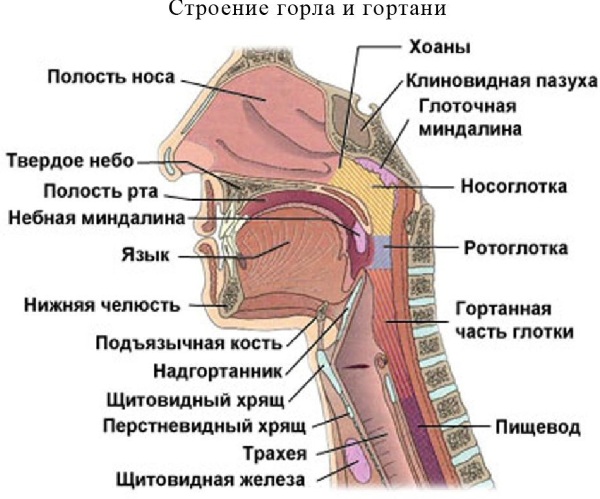 Гортань и глотка. Анатомия, строение, функции, заболевания