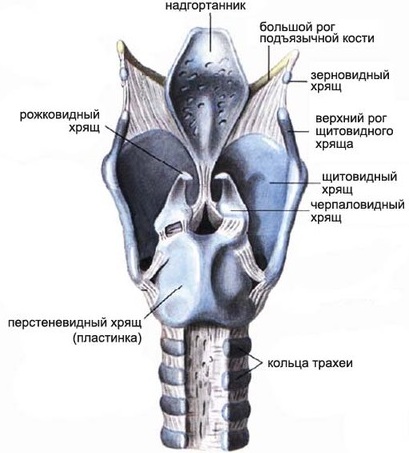 Язвы на гортани фото