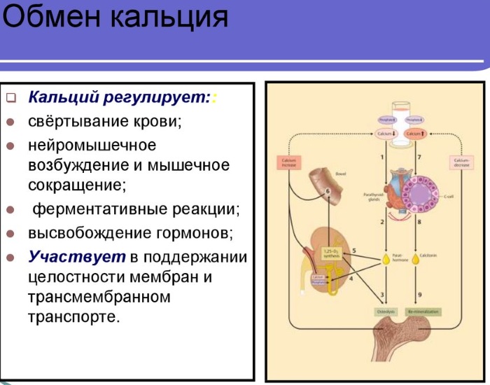 Кальцинаты в печени. Что это, причины, как лечить множественные, единичные у новорожденного, плода, взрослого