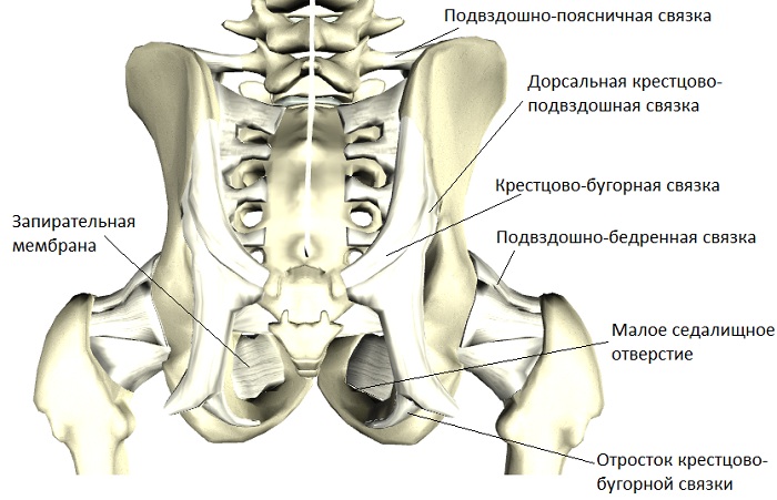 Крестцово-подвздошный сустав. Анатомия, воспаление, вывих, лечение