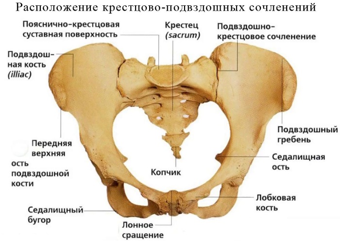 Крестцово-подвздошный сустав. Анатомия, воспаление, вывих, лечение