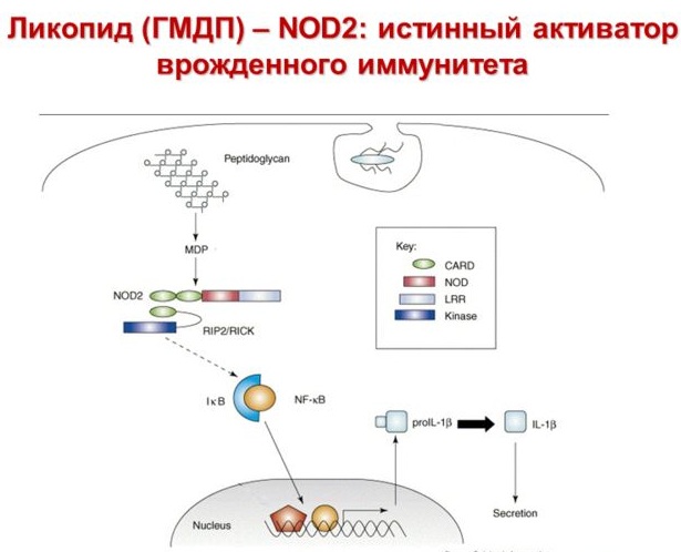 Ликопид (Licopid) для детей. Цена, инструкция по применению, аналоги