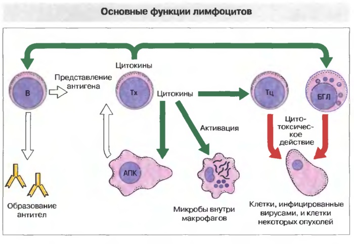 Лимфоцитоз у детей. Причины, что это такое, лечение