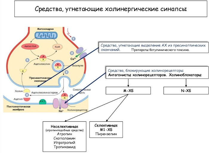 Мидриацил (Mydriacyl) глазные капли. Цена, инструкция по применению, аналоги