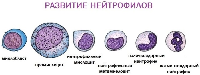 Миелоциты в анализе крови. Что это у ребенка, взрослого, норма, повышены, расшифровка