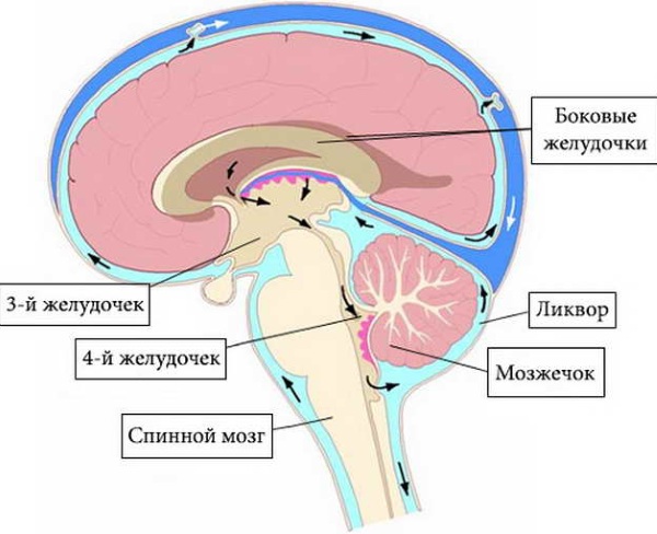 Наружная заместительная гидроцефалия головного мозга у взрослых. Что это такое, прогноз лечение