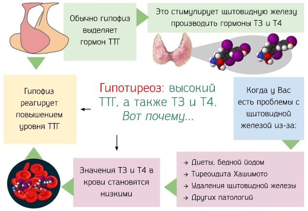 Низкий ТТГ. Симптомы у женщин, причины, что это значит